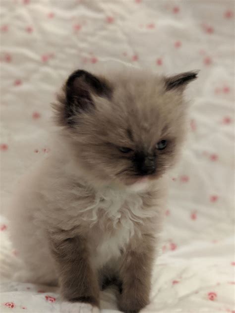 Origin – 1960s California, USA; Looks – Large-bodied pointed cat; <b>Cats</b> can be van (all white or mostly white with faint markings on the ears and tail), bi-color, mitted (white paws in front, white up to hips on back legs), or colorpoint in lilac, chocolate, red, blue, or cream. . Kittens denver
